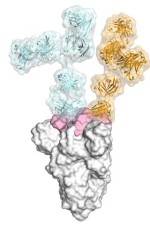 Model structuur van het SARS Spike eiwit gebonden aan een antilichaam
